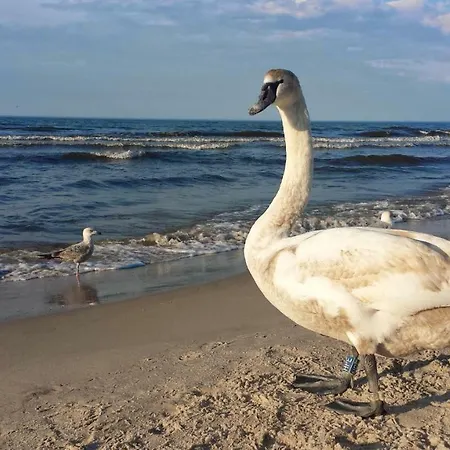 Maustyle Osiedle Polanki 코워브제크